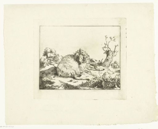 Sheep lying down, near a pollard willow