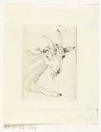 Head and foreleg of a reclining goat