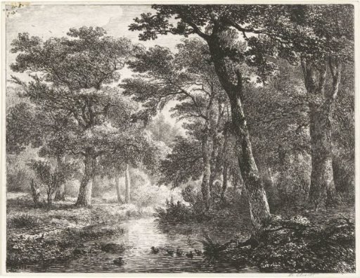Ducks in a forest pond