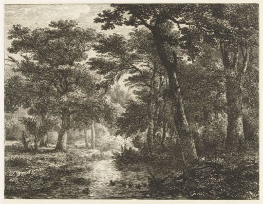 Ducks in a forest pond
