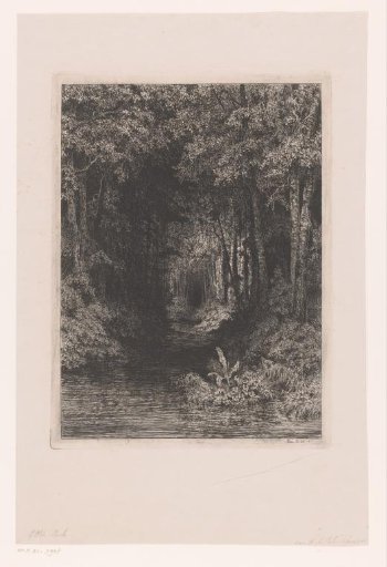 Stream through the forest