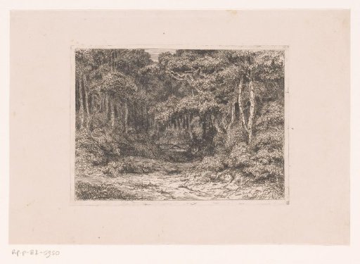 View through the forest