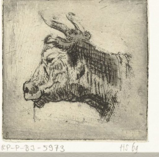 Head of a cow