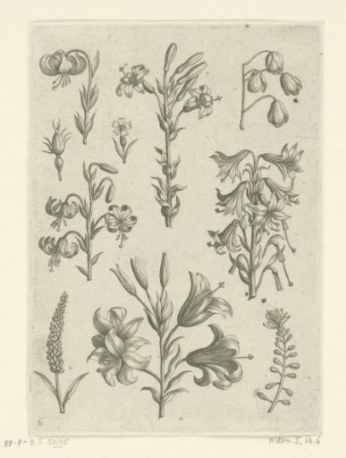 Four large lilies and some smaller flowers