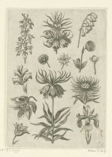 Crown imperial, orchid, and lily of the valley