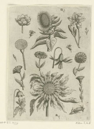 Sunflower and other flowers.
