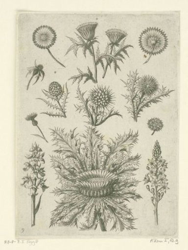 Various thistles