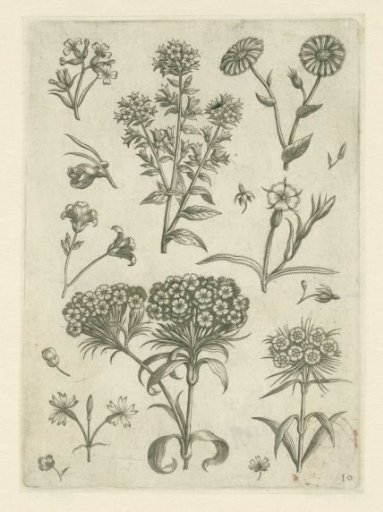 Sweet William and other flowers