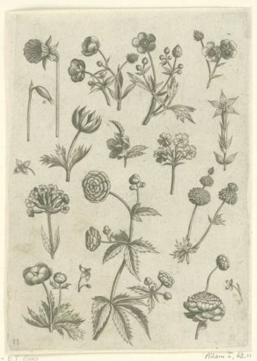 Ranunculus, primula, and buttercups