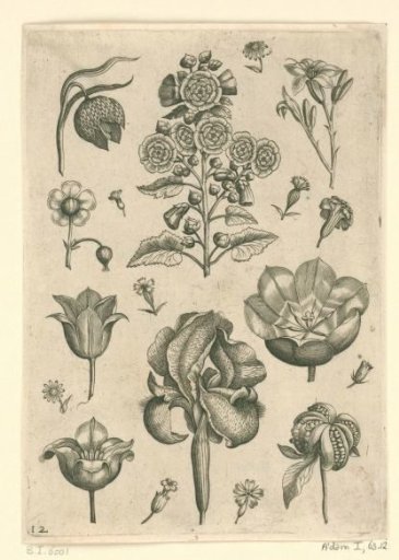 Various flowers including iris and violet