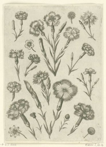 Various carnations