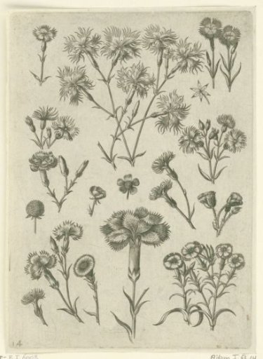 Various carnations