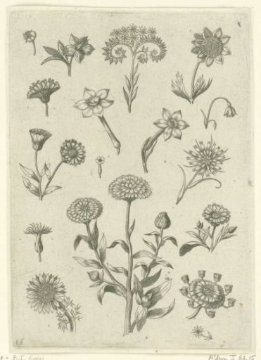 Various flowers, at the bottom center the flower of a scabious (?)