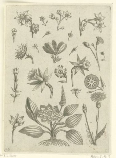 Various flowers, including trumpet daffodils