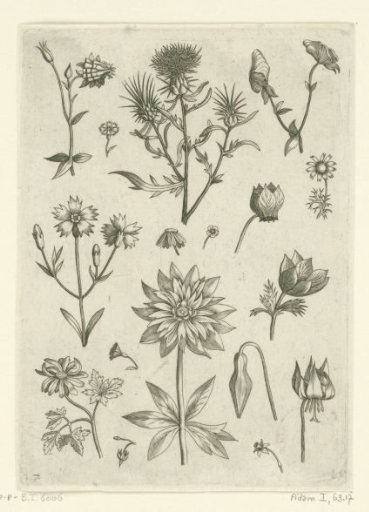Various flowers, including aquilegia and cyclamen
