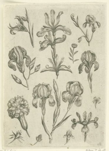 Irises