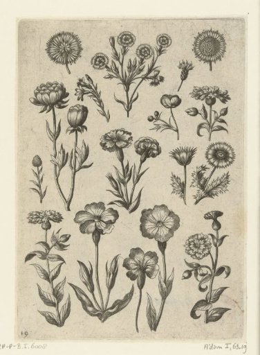 Various flowers, including snapdragon and baby's breath