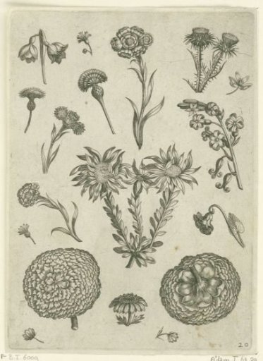 Various flowers, including chrysanthemum and thistle