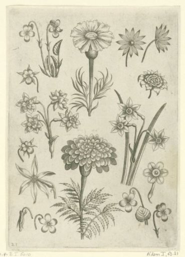 Various Flowers, Violets and Daffodils