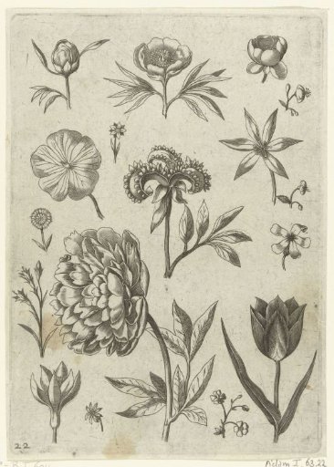 Various flowers, including a peony