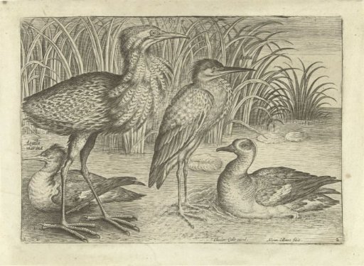 Four wading birds along a bank