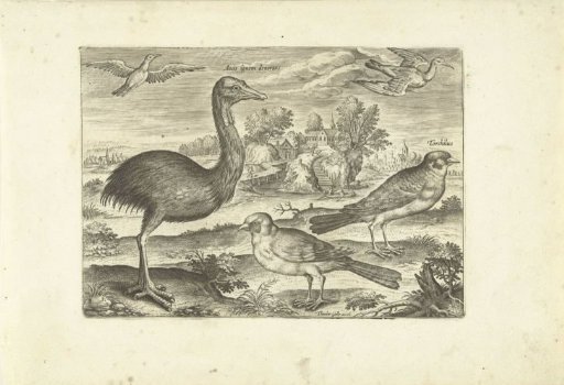 Several birds in a landscape
