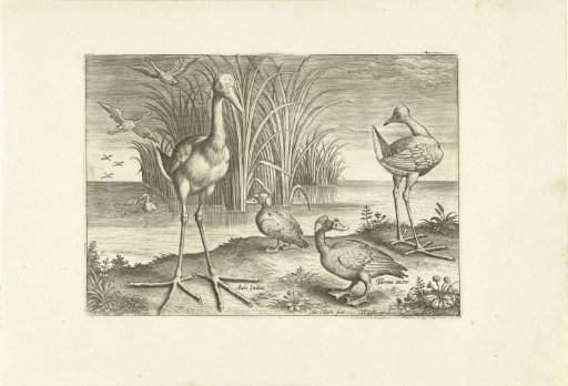 Several waterbirds on a bank