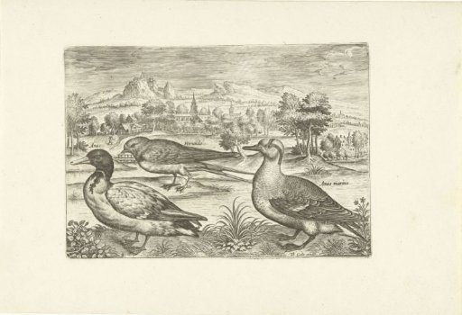 Several birds in a landscape