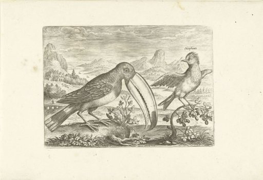 Two exotic birds in a landscape