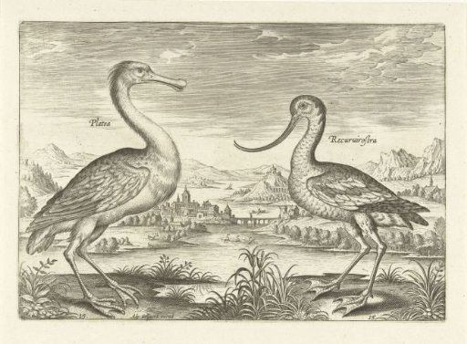 Two wading birds in a river landscape