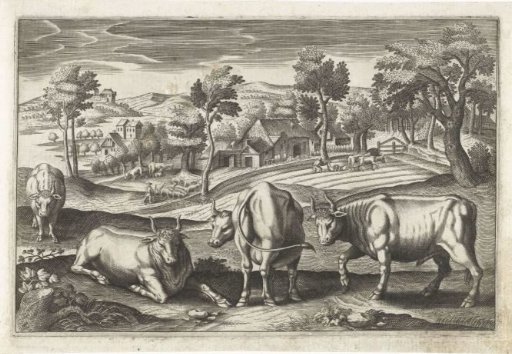 Cattle