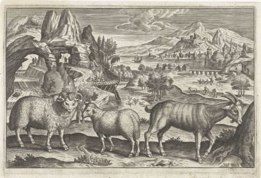 Buck and sheep
