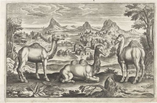 Dromedaries and a camel
