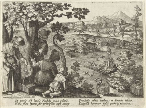 Hunting of birds with decoy owls and birdlime