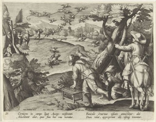 Hunting of crows and jackdaws