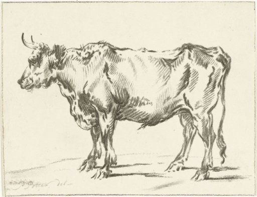 Standing ox