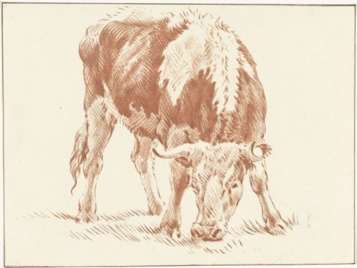 Grazing ox