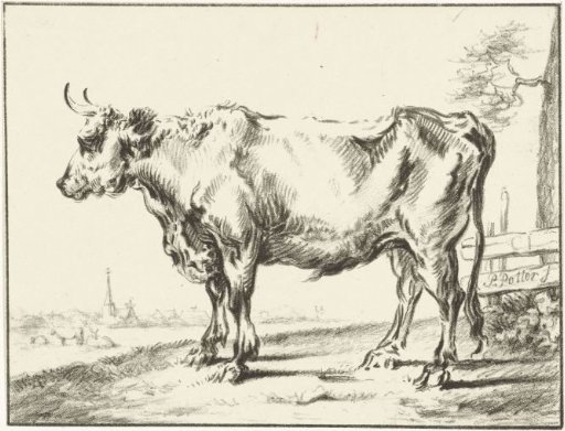 Standing ox