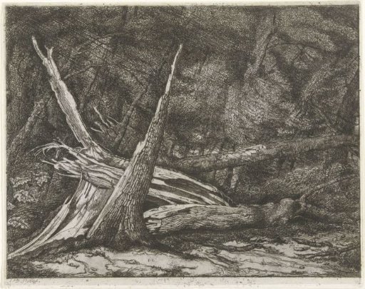 Felled trees after a storm
