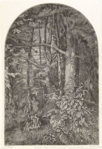 Wood with brook
