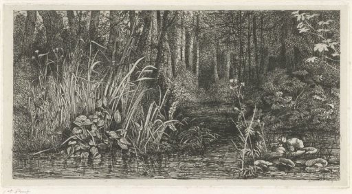 Woodland brook