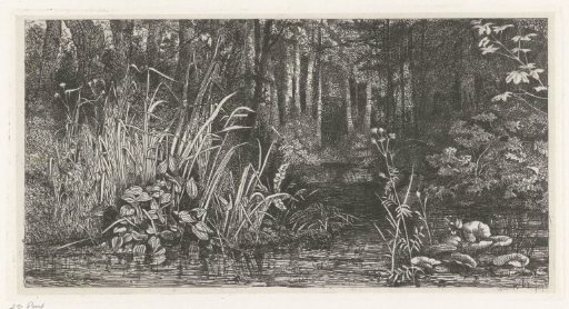 Woodland brook