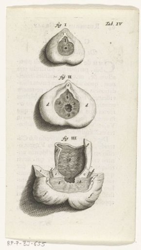 Prints of the female organs
