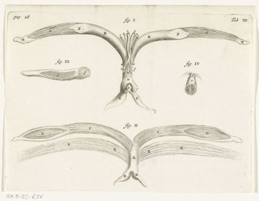 Anatomical Illustration of the female genitalia