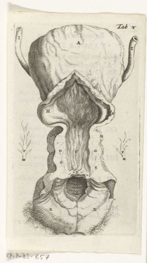 Prints of the female organs