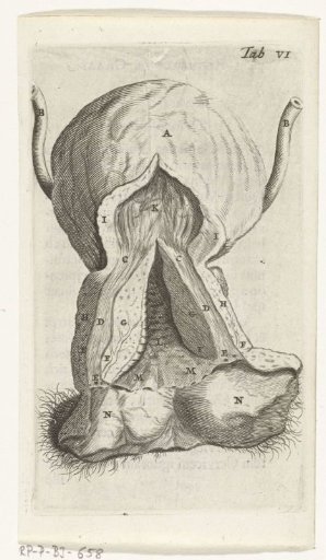 Prints of the female organs