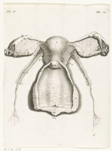 Anatomical illustration of the inside of the uterus, the fallopian tube and ovaries