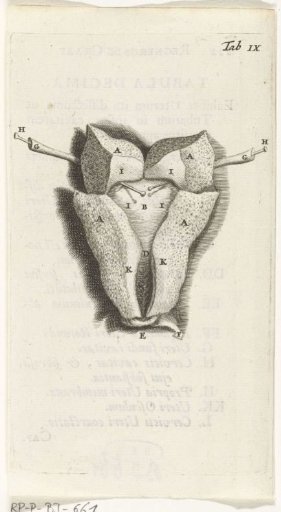 Prints of the female organs