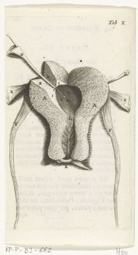 Prints of the female organs