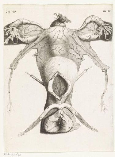 Anatomical Illustration of the female genitalia